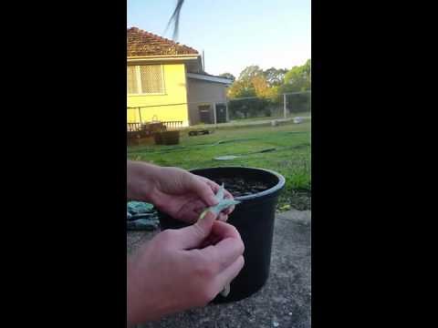 How tp plant Pineapple Suckers and Slips
