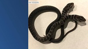 6.7K views · 53 reactions | DOUBLE YOUR PLEASURE? A cat owner was shocked when her kitty brought a rare two-headed snake into her home https://bit.ly/3mg52Ho | FOX 13 News | Facebook