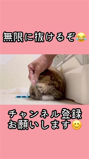 無限に抜けるぞ #うさぎ #ベルちゃん #ホーランドロップ #rabbit #bunny #癒し #かわいい