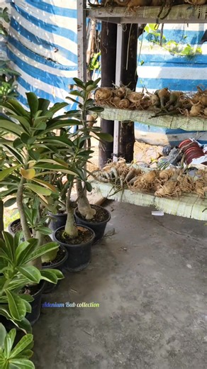 3.2K views · 70 reactions | Check details in my timeline if you are interested in adenium plant. We ship plants pan india. #adenium_bub_collection #wholesale_adenium #imported_adenium #buy_adenium #adeniumplants #adeniumlover #adeniumflower #Wholesale #GraftedAdenium | Abhisek Adenium | Facebook