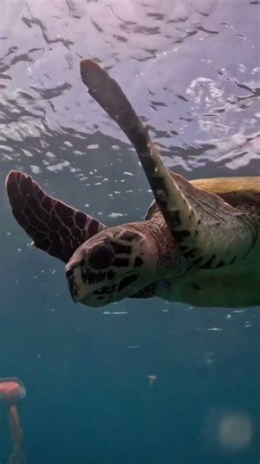 🤯 Rare Footage: Hawksbill Turtle Devours Giant Jellyfish in Open Water!