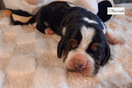 Charles - Basset Hound Puppy 449FA2