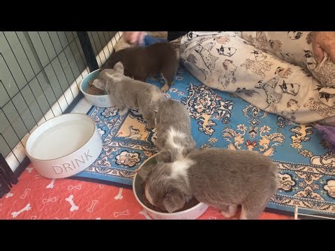 Wean & potty train in 2 days