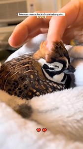 The man raises a flock cute baby quails #quail #quails #babyquail #quailsoftiktok #petsoftiktok #animals #animalsofttiktok #animalrescue | Funny Animals Viral 2024