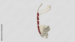 rectus abdominis – slung between the ribs and the pubic bone at the front of the pelvis