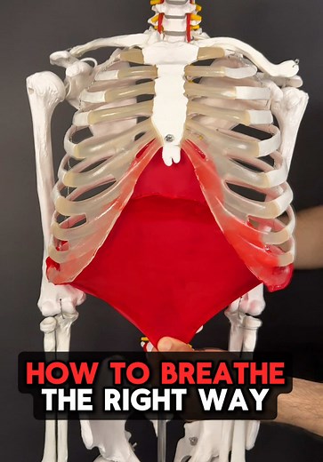 Breathing Fixes: Exhale, Rib Mobility, Accessory Muscle Reset