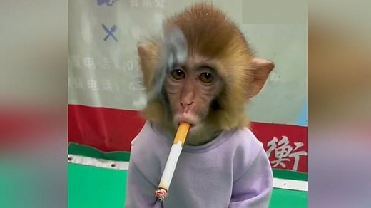 Chinese zoo release video of monkey smoking cigarette