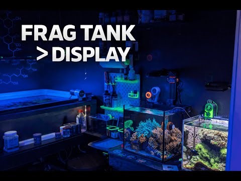 Why His Frag Tank Plays a Bigger Role Than His Displays