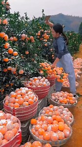 1.2M views · 41K reactions | Awesome fruit videos compilation for you    | Funny Videos | Facebook