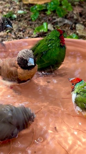 6K views · 32K reactions | Some of the birds enjoying their bird bath 朗朗朗 #birds #relax #nature #birdlovers #birdlove #birdwatching #birding | Tropical Aviary Birds - Torben Dehlholm | Facebook