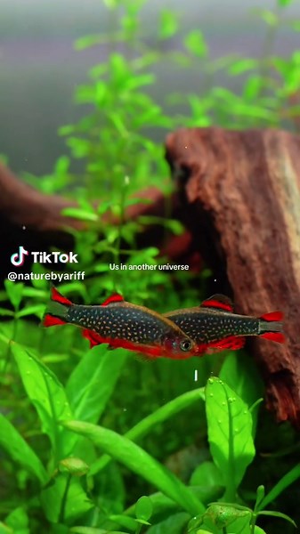 Stunning Aquascaping Ideas for Fish Lovers