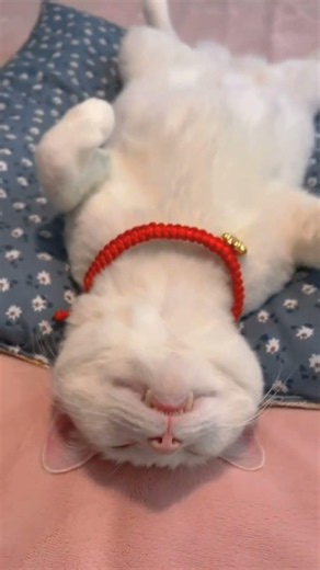 Funny Cats Sleeping Like Humans 😂🐱 #shortsSleeping 😴 cat #cat #funnyanimals#pets #cutecat #trending