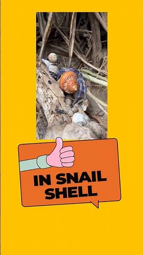 Hermit crab | Commensalism #commensalism #hermitcrabs #population #crab #relationship #biology