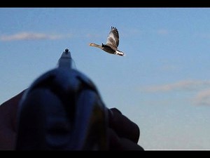 Goose hunting scotland top 50 shoots !