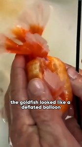 This goldfish's belly is about to pop! 😲🐠 #animals #pets #shortfeed #fish #rescue | Diary animal