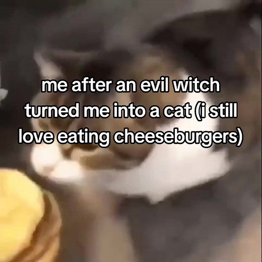 i did not make this video #cat #cheeseburger #sillycat #fyp #bred0184