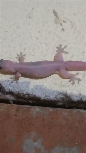 lizard 🦎 sounds 🦎 crying 😂 #funny #foryou #youtubeshort