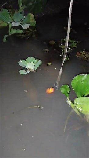 fishing mania, fishing for snakehead fish🎣💥#fishing #nature #supergabus