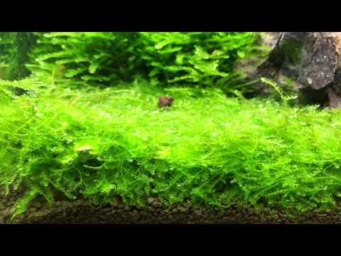 Moos im Aquarium #Moos #Aquascape