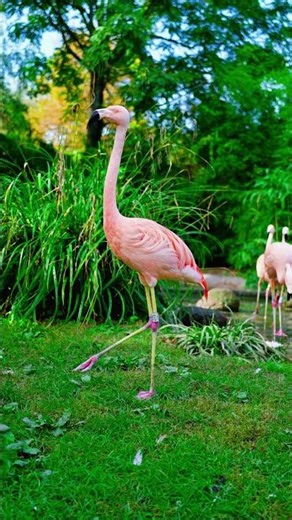 Why Is This Flamingo Walking Like a Model? 😍🦩 #Shorts #animals #wildlife