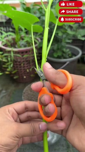 How to Grow Vegetables in Water Fast & Easy! 💧🥦 #shorts
