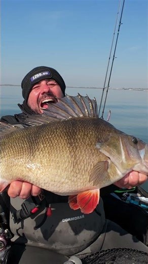 HUGE PERCH from BELLY BOAT #bellyboatvibes #fishing #bellyboat