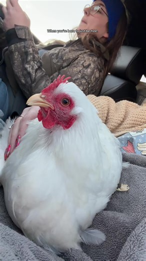 Loaded down and headed home. Someone said box life ain’t for them 😂 @Hidden Hill Farm #cochin #heartofdixie #chickenconnoisseur #travelingchickenladies