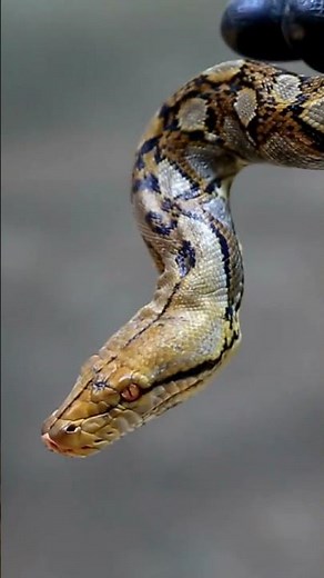 Ce serpent peut avaler un humain entier – Faits sur le python réticulé 🐍😱 #shorts #serpent