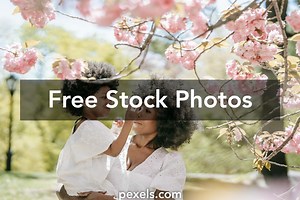 Princess Tree Photos, Download The BEST Free Princess Tree Stock Photos & HD Images