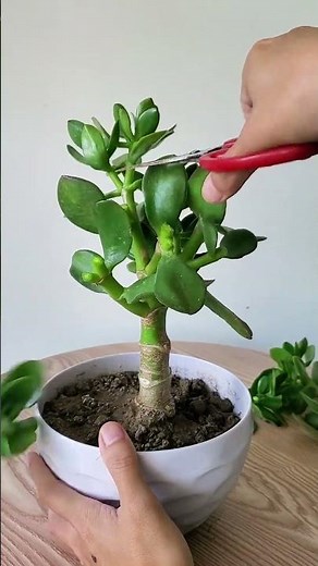 Pruning Your Jade Plant for Explosive Growth!