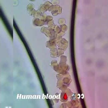 Human Blood Under the Microscope 🔬 Amazing View of Cells! #Shorts #experiment #facts #microscopy