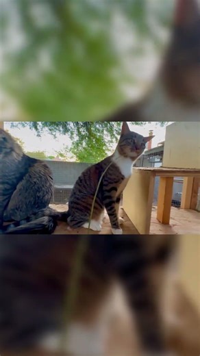 Provoking the Cat with a Stick! 😼