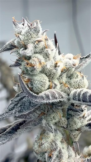 Guess the final dry weight of this table full of chimera by BeLeaf genetics