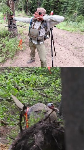 shooting an obstructed turkey (trust your arrows arc)