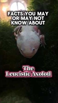 Facts You May or May Not Know About The Leucistic Axolotl #nature #facts #sealife #wildlife #shorts