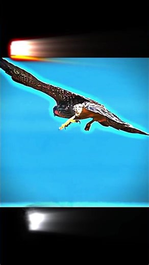 falcon practice into a perfect hunt। #birds #animals #hunting