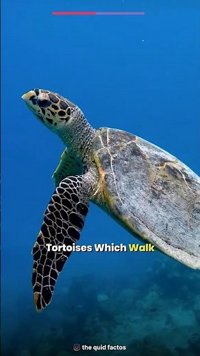 Are turtle really slow #facts #viralfactsvideo #amazingfacts #trendingfacts