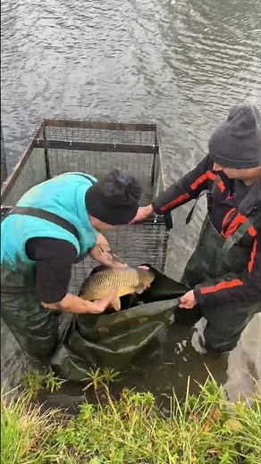 Selecting Big Carp for Spring Spawning