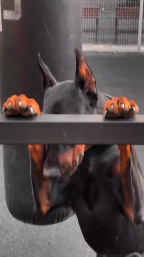 24K views · 932 reactions | Peekaboo  Follow us for more Doberman videos! Via IG: @doberman_veles #doberman #dobermanpinscher # americandoberman #dobermanusa #dobermanpuppy | Doberman Training Mastery | Facebook