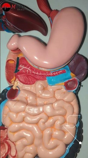 Parts of the Digestive System — From Mouth to Anus