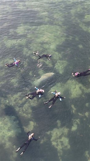 POV: You’re floating… and realize you’re sharing the water with a sea potato 🥔💙 Quiet kicks. Slow movements. Big, gentle vibes. This is how we do it in Crystal River — respectful, calm, and completely unforgettable. When a manatee chooses to swim by, we just float, watch, and appreciate the moment. No chasing. No touching. Just pure magic. That overhead view? That’s what memories are made of. 📍 821 SE US Hwy 19, Crystal River, FL 34429 📞 (352) 563-0041 🌐 https://www.americanprodiving.com #d