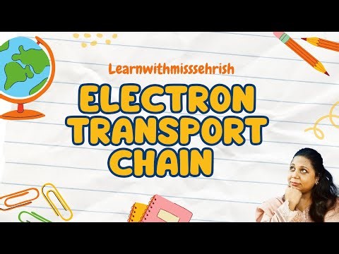 Electron Transport Chain Made Simple | Stage 4 of Cellular Respiration | IGCSE, A-Level, IB Biology