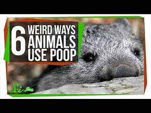 Fecal Shields, and 5 Other Ways Animals Use Poop