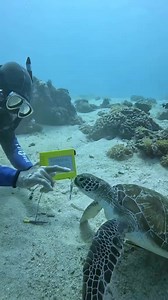 104K views · 3.7K reactions | #fblifestyle “Does it hurt to clean barnacles off sea turtles?”#fyp #foryou #viral #shorts #animals #tiktok | whitecatt03 | Facebook