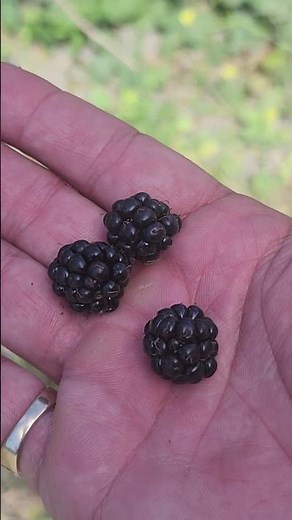 Wild blackberries growing in the oregon coast