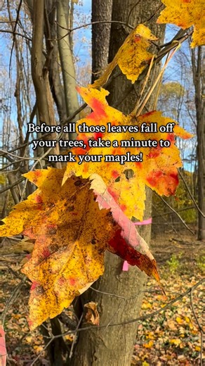 Before those leaves are gone, mark your maple trees! You’ll be ready to tap them for syrup when the weather warms up. 🍁🥞 #Homesteading #MapleSyrup #DIY #OhioHomestead #FallTips | Our ONEderful Life