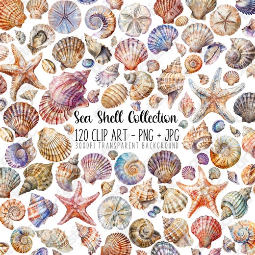 Sea Shell Clipart: Marine Life Art PNG Collection (120 Images) - Etsy