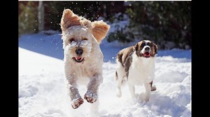 How to introduce your newly adopted pet to your other pets