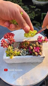 Amazing Ideas for your succulent garden