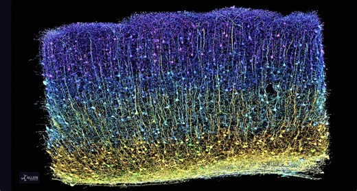 The Immense Complexity of a Brain is Mapped in 3D for the First Time: ‘Like an Exquisite Forest’ (WATCH)